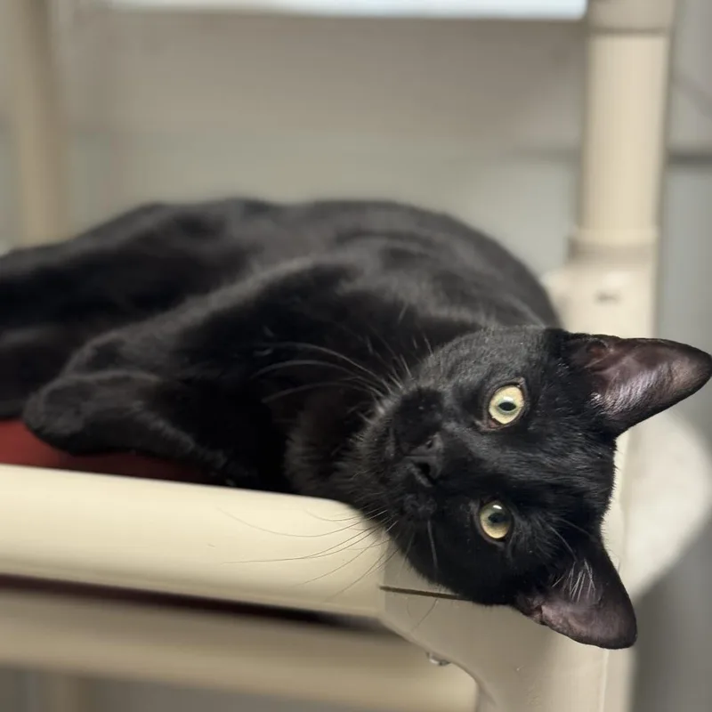 An adult medium-sized male Black Domestic Medium Hair cat named Utah for adoption in Blue Ridge, GA