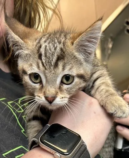 A baby small-sized female Domestic Short Hair cat named Latte for adoption in Fishers, IN