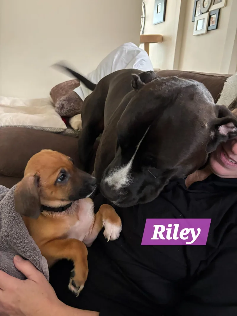 Riley