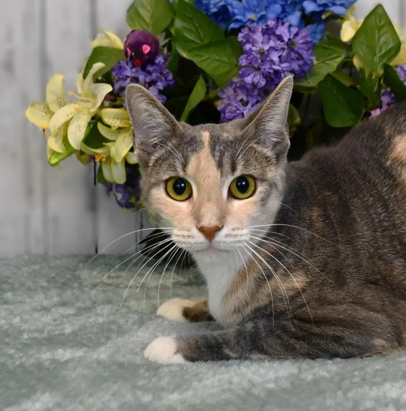 A young medium-sized female Domestic Short Hair cat named Vera for adoption in Roanoke, TX