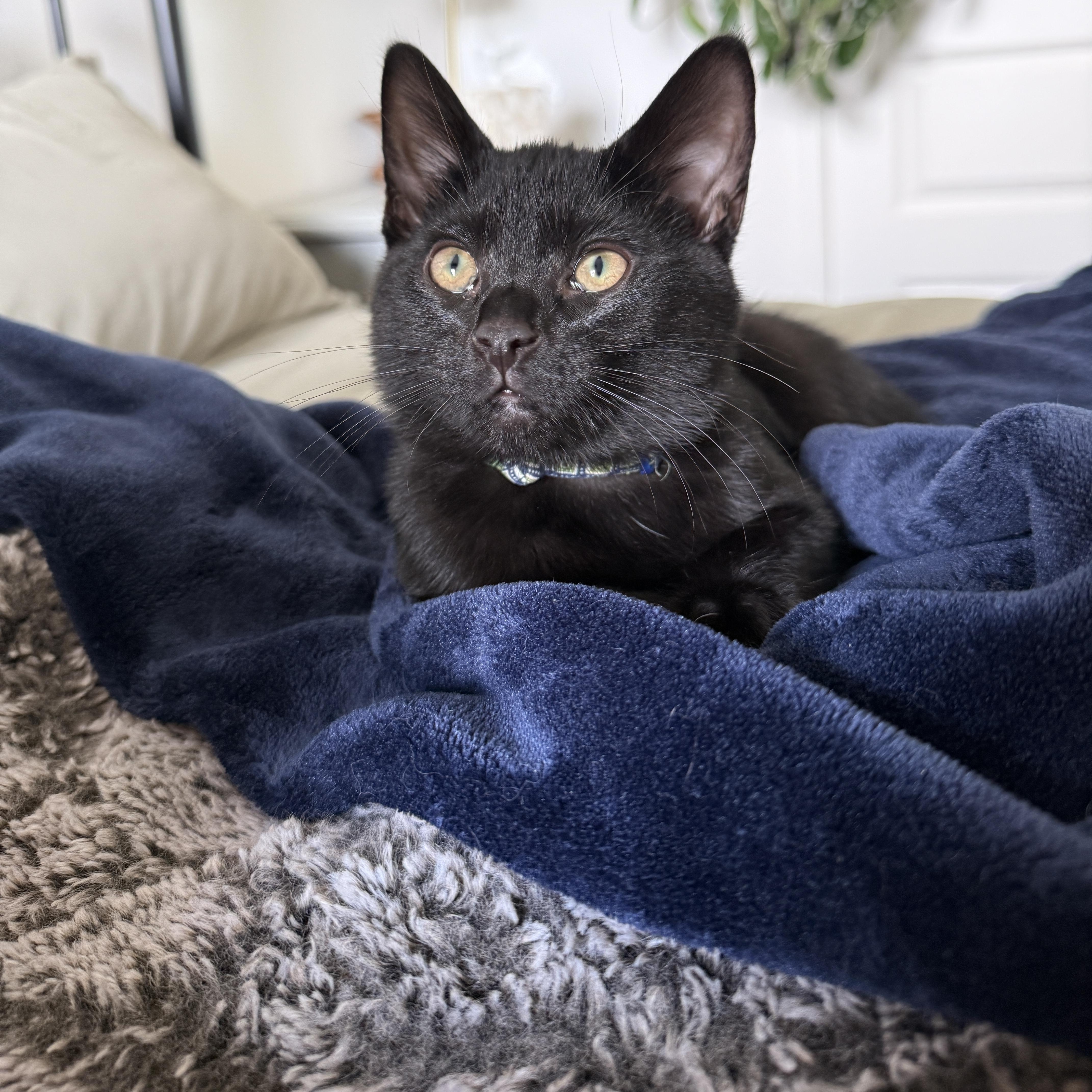 A baby medium-sized male Domestic Short Hair cat named Soot for adoption in Fort Oglethorpe, GA