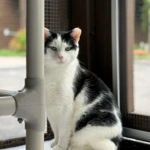 A young medium-sized male Domestic Short Hair cat named Starlight for adoption in Tipp City, OH
