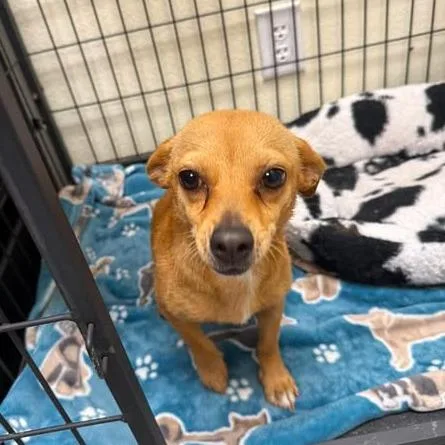 An adult small-sized female Brown / Chocolate Chihuahua dog named Remy for adoption in Bastrop, TX