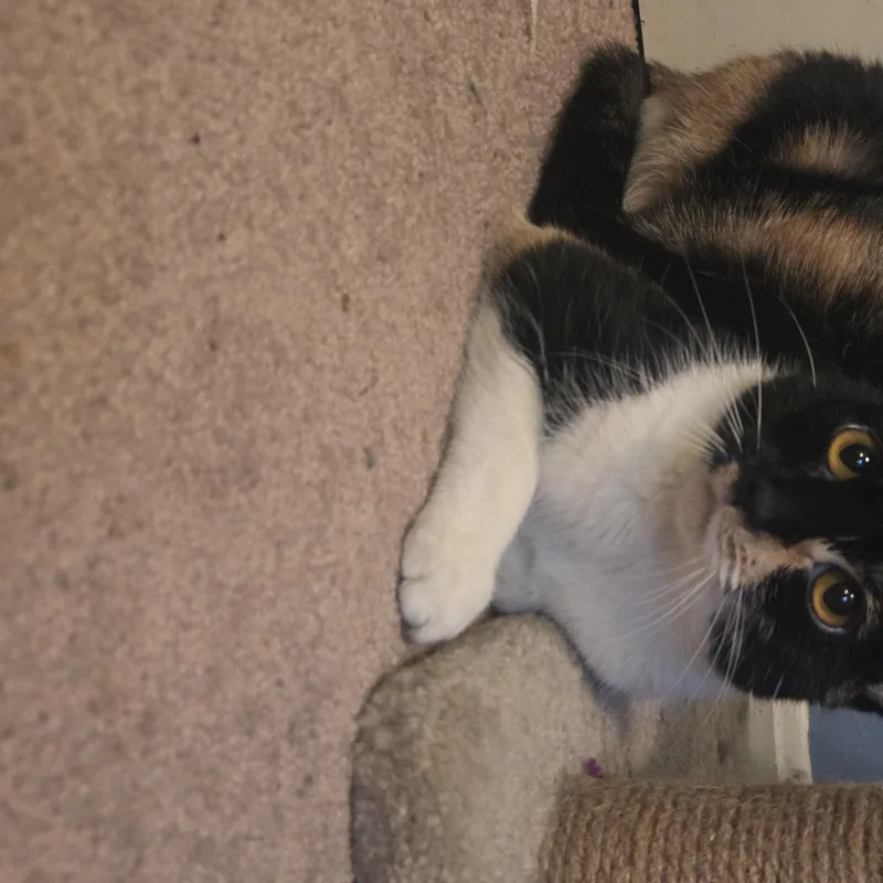 An adult small-sized female Calico Domestic Short Hair cat named Ian for adoption in Manassas, VA