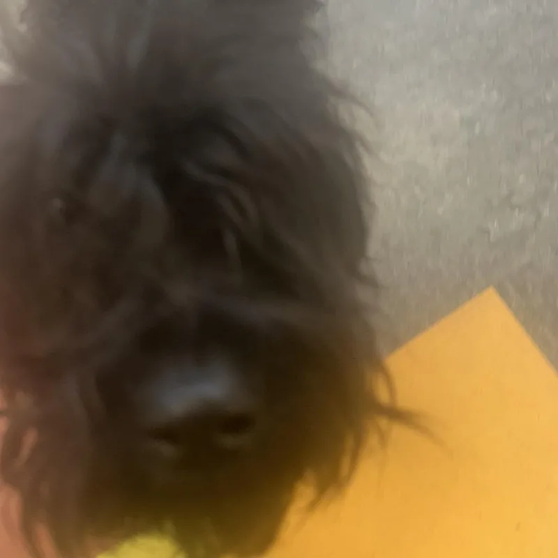 An adult medium-sized female Brown / Chocolate Mixed Breed dog named Flower for adoption in Philadelphia, PA