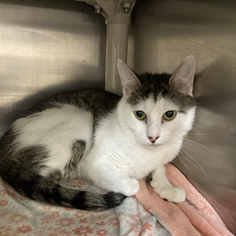 An adult medium-sized female Gray / Blue / Silver Domestic Short Hair cat named Joann for adoption in Bedford, NH