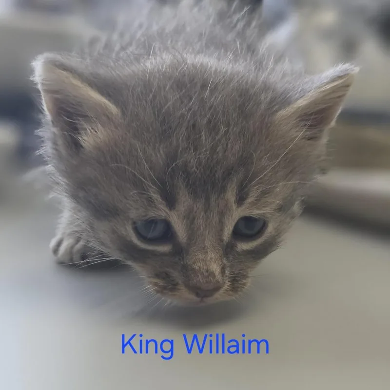 A baby small-sized male Gray / Blue / Silver Domestic Short Hair cat named King William for adoption in Windsor, VA