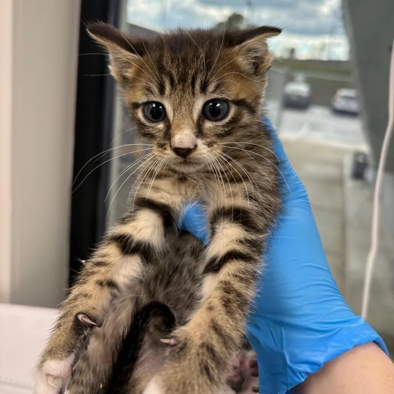 A baby small-sized male Brown / Chocolate Domestic Short Hair cat named Throwy Throwy Guy for adoption in Columbiana, AL