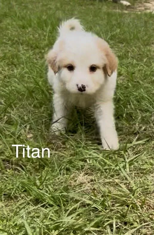 Titan thumbnail 2