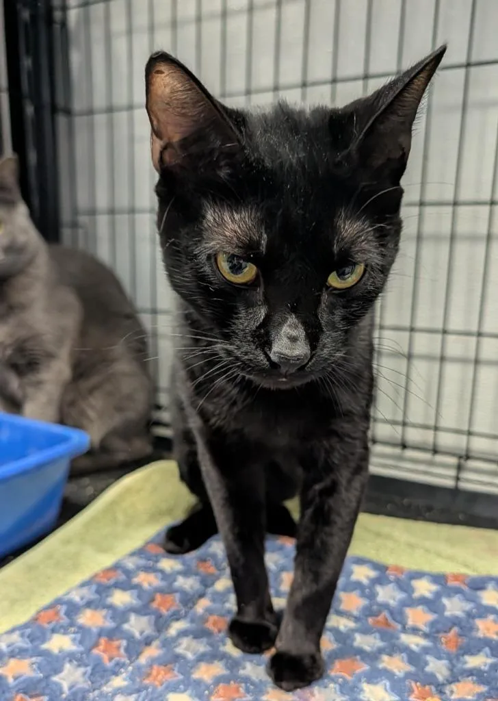 Mr. Midnight
