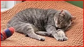 An adult medium-sized male Domestic Short Hair cat named Loki for adoption in Cumberland, ME
