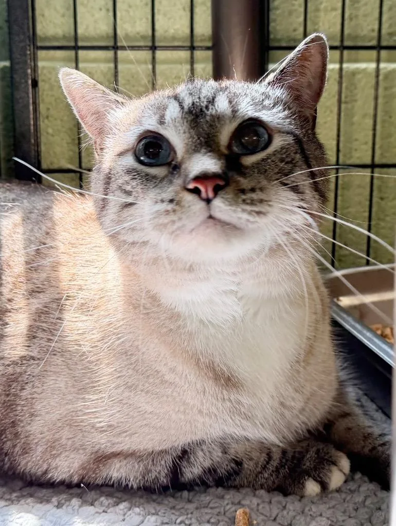 A senior medium-sized male Domestic Short Hair cat named Marshmellow for adoption in Burnsville, NC