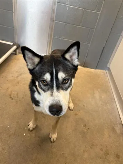 An adult medium-sized male Mixed Breed dog named Koda for adoption in West Chester, PA