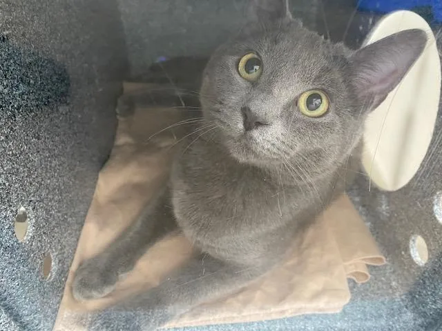 A young medium-sized female Domestic Short Hair cat named Blue for adoption in Dallas, TX
