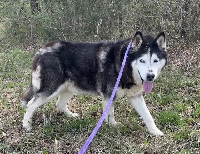 An adult large-sized male Alaskan Malamute dog named Nanook for adoption in Charlotte, NC