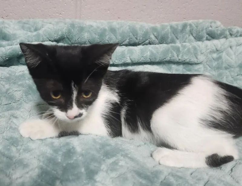 Bellflower Petsmart Jackson Tn thumbnail 2