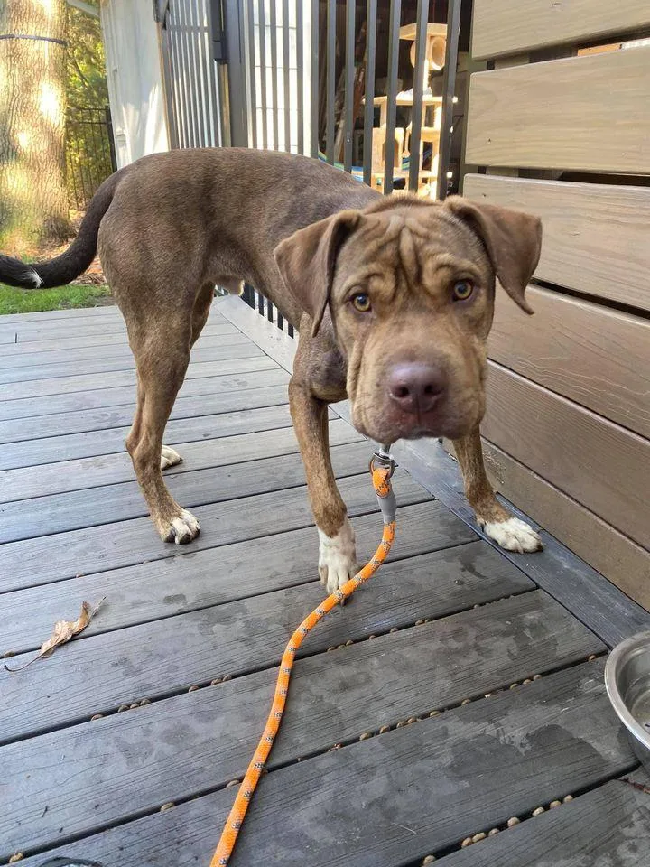 A young large-sized male Shar-Pei dog named Sully for adoption in Holbrook, NY