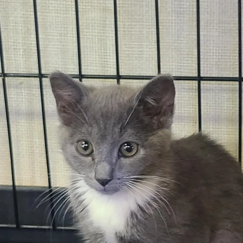 A baby small-sized female Gray / Blue / Silver Domestic Short Hair cat named Marina for adoption in Hemet, CA