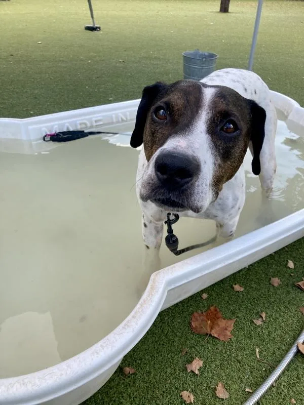An adult large-sized male Mixed Breed dog named Boyaa for adoption in Austin, TX