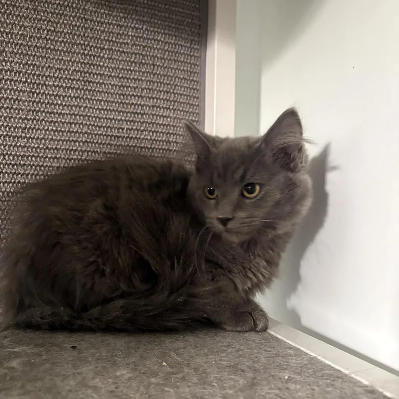 A baby small-sized male Gray / Blue / Silver Domestic Medium Hair cat named Abraxas for adoption in Fredericksburg, VA