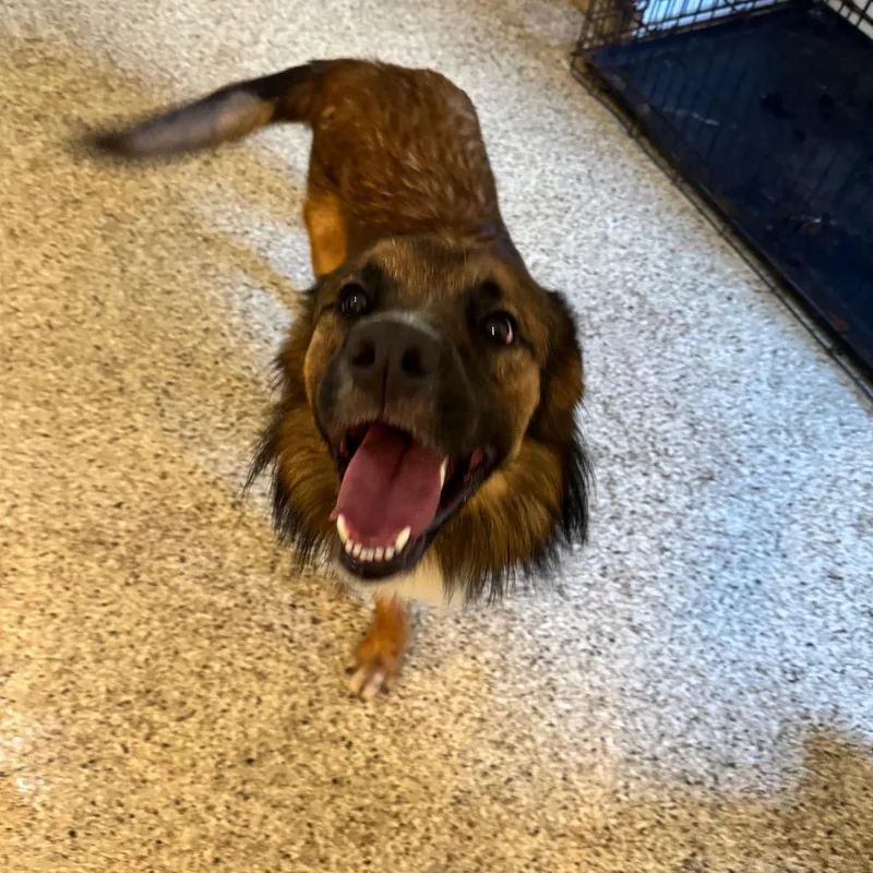 A young medium-sized male Shepherd dog named Rebel for adoption in Brownsboro, AL