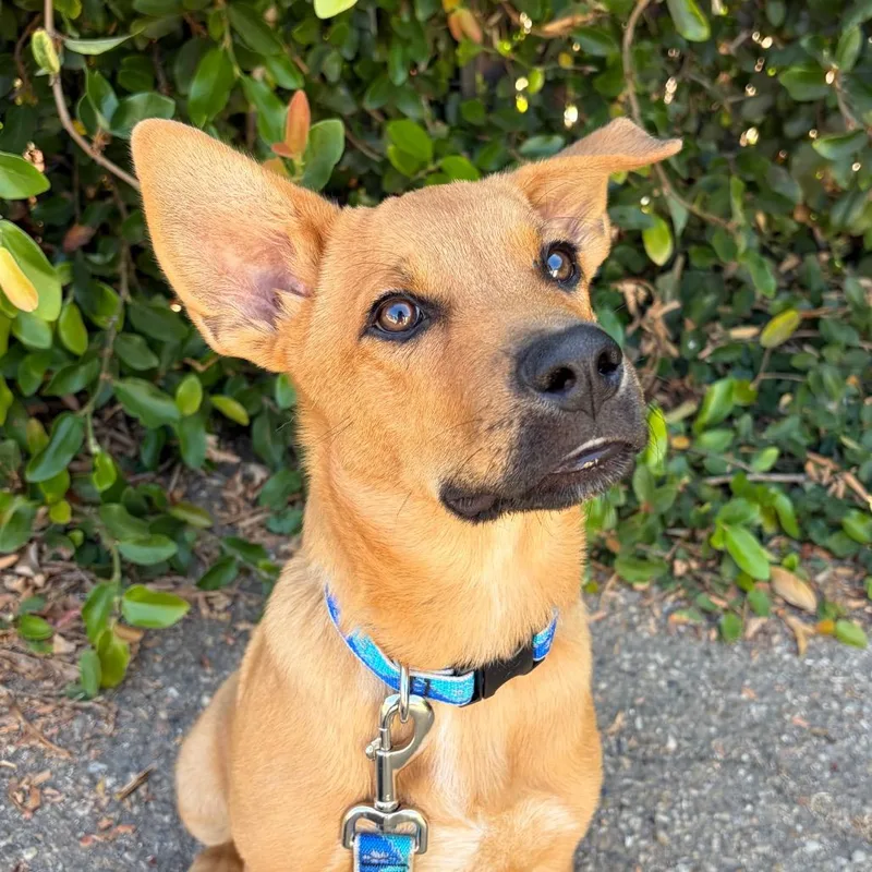 A baby medium-sized male Yellow / Tan / Blond / Fawn Cattle Dog dog named Canyon for adoption in Santa Barbara, CA