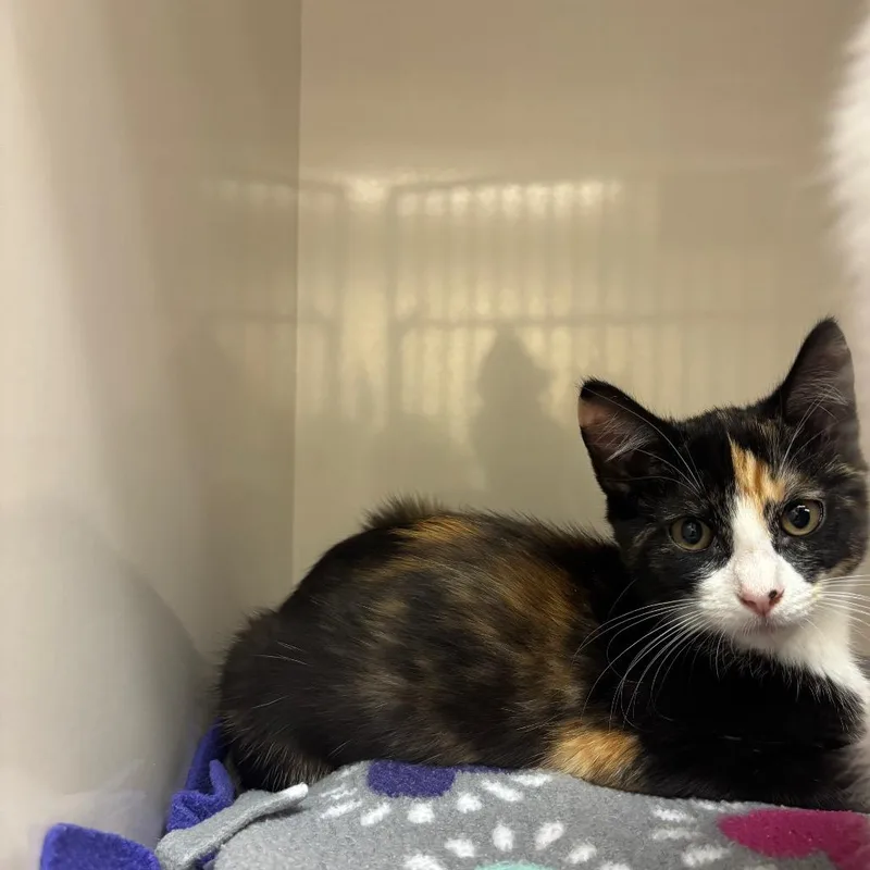 A baby small-sized female Calico Domestic Short Hair cat named Eira for adoption in Redwood City, CA