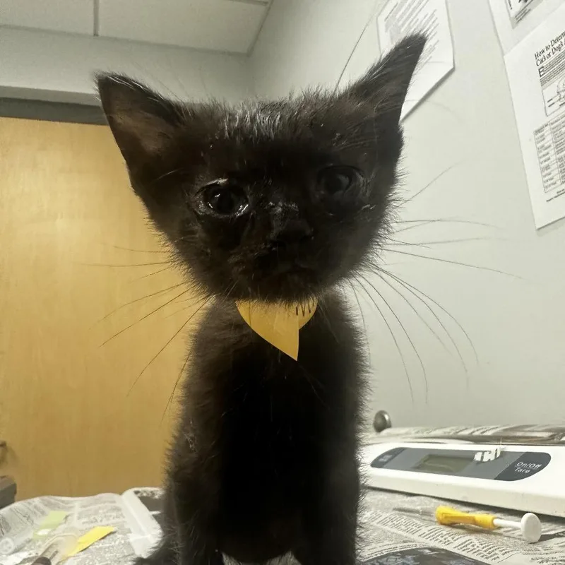A baby small-sized male Black Domestic Short Hair cat named Marty for adoption in Jacksonville, FL