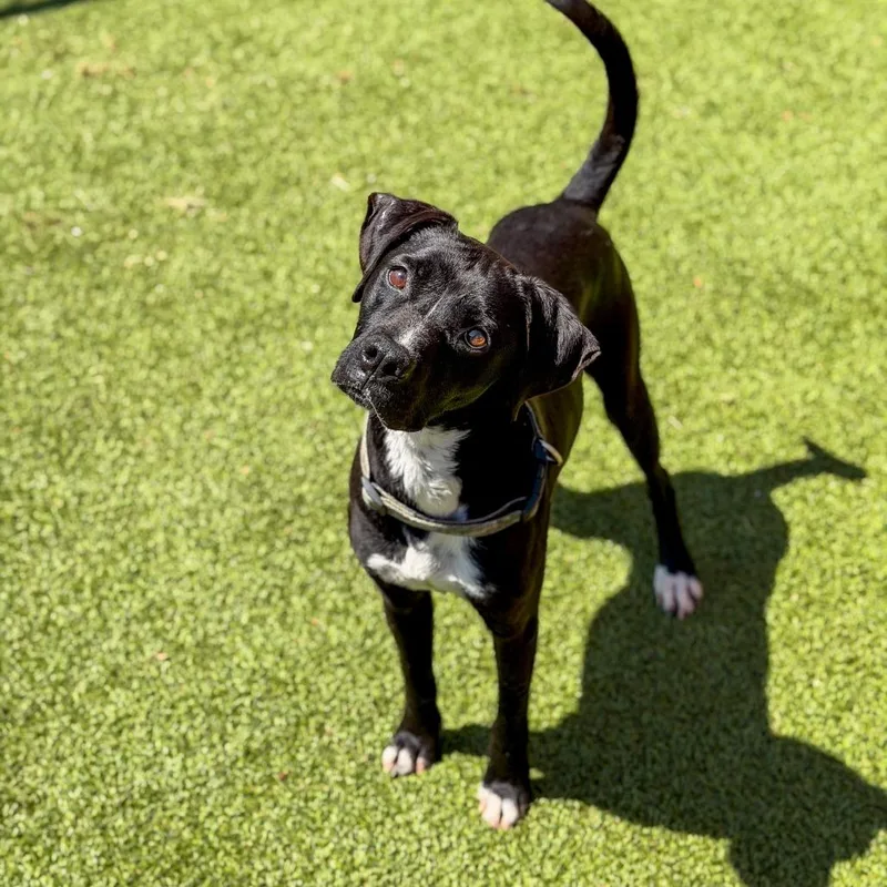 An adult medium-sized male Black Mixed Breed dog named Storm for adoption in Gainesville, GA