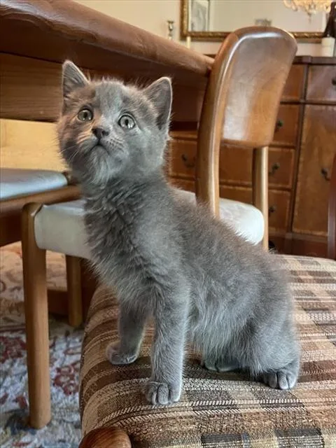 A baby small-sized male Domestic Short Hair cat named Luna for adoption in Colorado Springs, CO