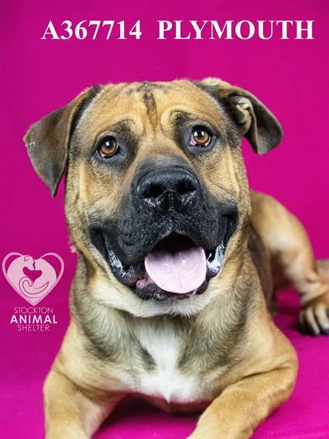 Plymouth thumbnail 2