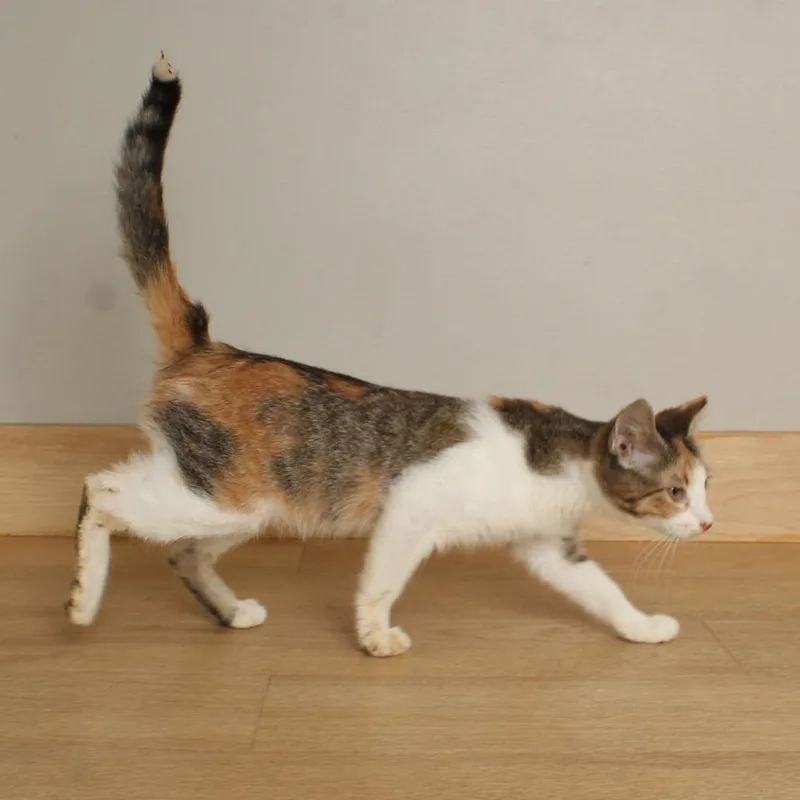 A young small-sized female Calico Domestic Short Hair cat named Quinley C for adoption in Minnetonka, MN