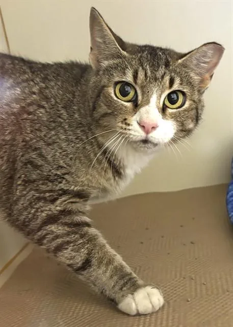 A young medium-sized female Domestic Short Hair cat named Willow for adoption in Dedham, MA
