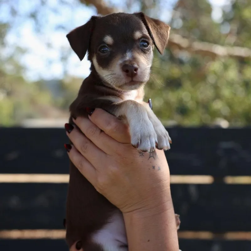 A baby small-sized male Brown / Chocolate Miniature Poodle dog named Silas for adoption in San Diego, CA