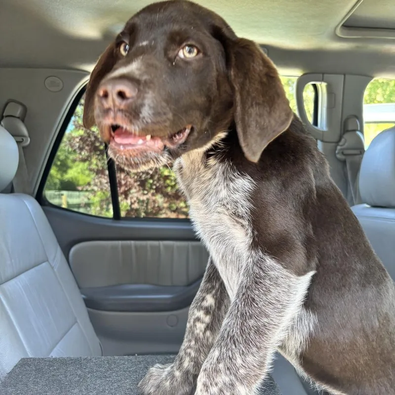 A baby medium-sized male Brown / Chocolate Pointer dog named Jameson for adoption in Point Richmond, CA