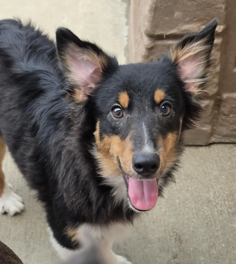 T Bone Sheltie Pup