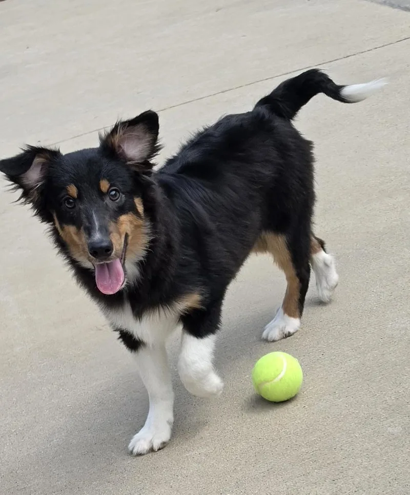 T Bone Sheltie Pup thumbnail 2