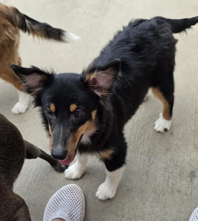 T Bone Sheltie Pup thumbnail 3