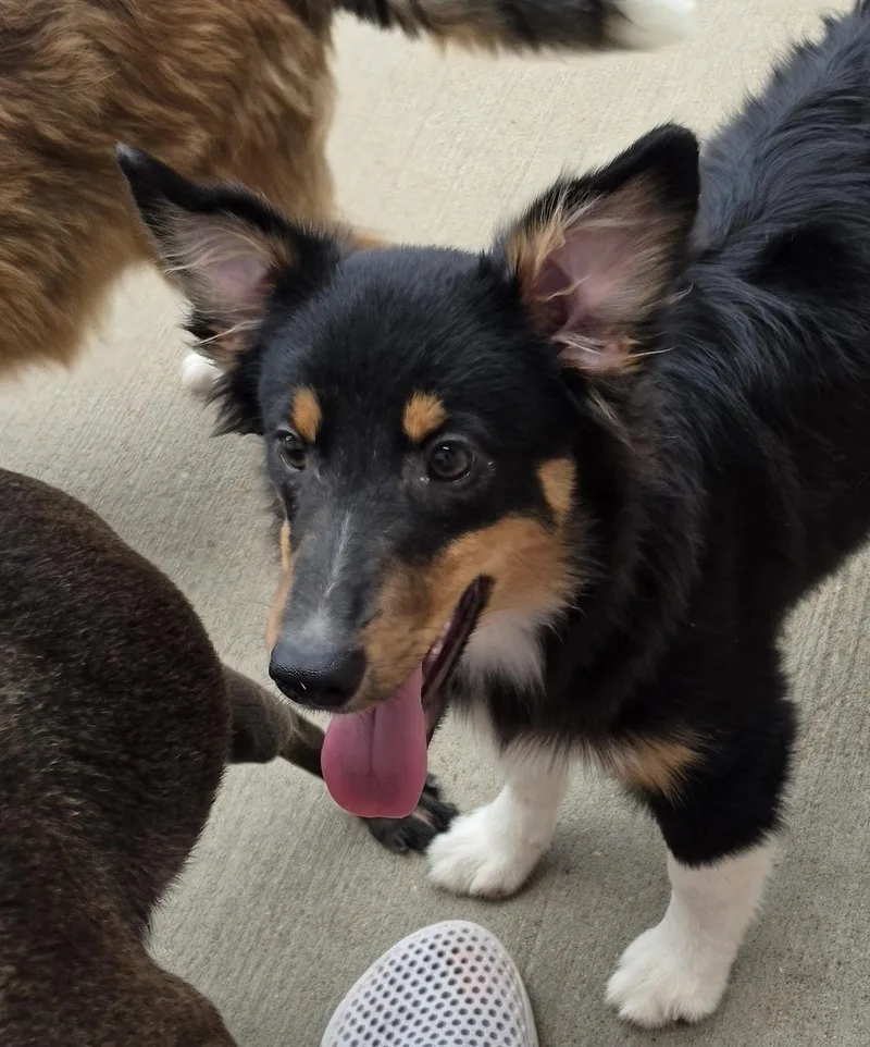 T Bone Sheltie Pup thumbnail 4
