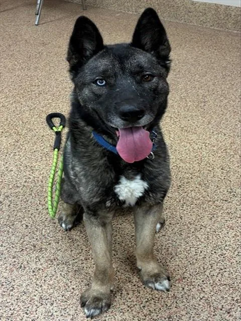 An adult large-sized male Siberian Husky dog named Theo for adoption in Springfield, MA