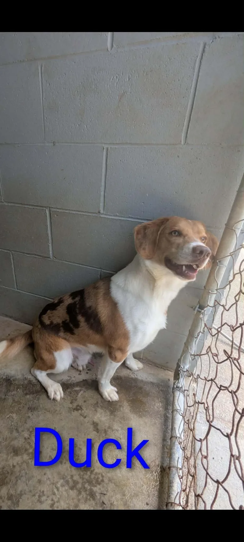 A young medium-sized male Yellow / Tan / Blond / Fawn Mixed Breed dog named Duck for adoption in Logan, OH