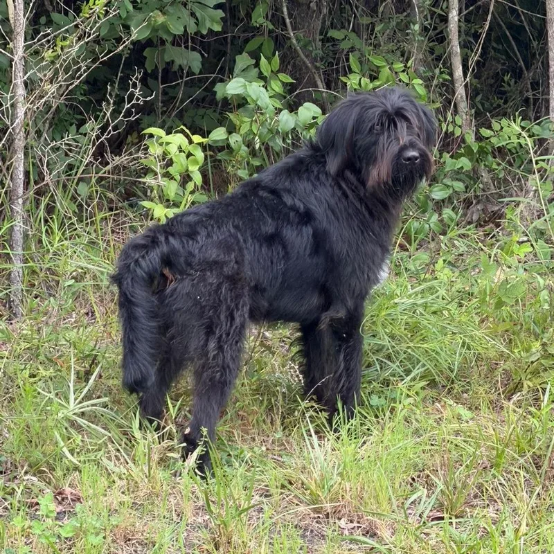 An adult large-sized male Black Mixed Breed dog named Shadow for adoption in Gadsden, AL