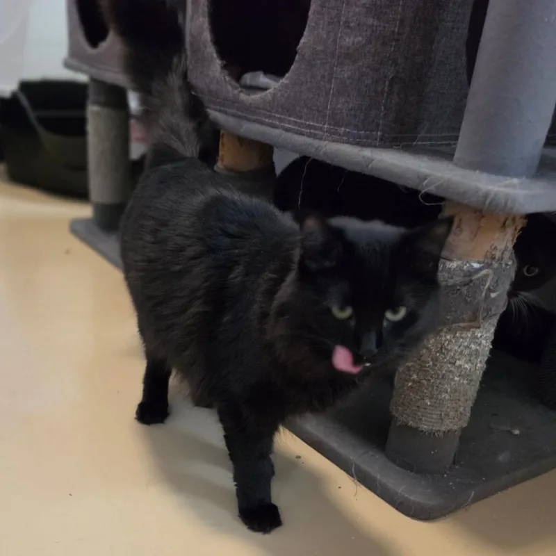 A young large-sized male Black Domestic Long Hair cat named Max  Chino Hills for adoption in Chino Hills, CA