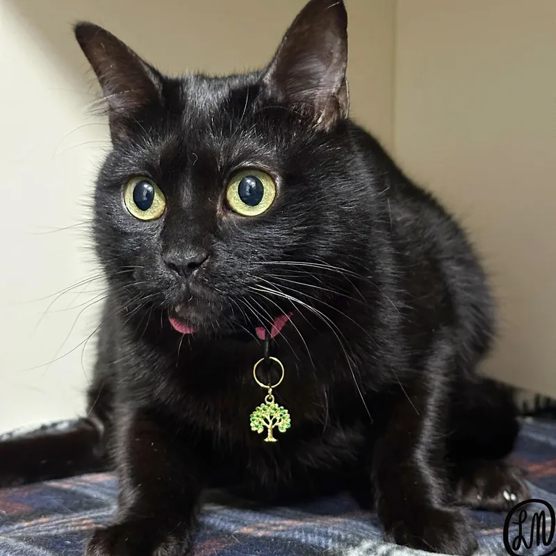 An adult medium-sized female Black Domestic Short Hair cat named Timber for adoption in Victor, NY
