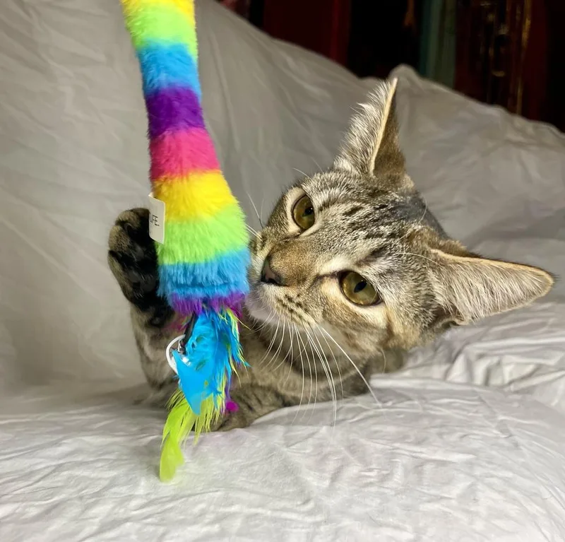 A young medium-sized female Domestic Short Hair cat named Sansa for adoption in Saint Augustine, FL