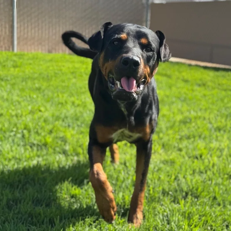 A young large-sized male Black Doberman Pinscher dog named Vader for adoption in Santa Barbara, CA