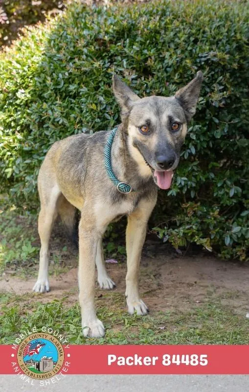 An adult medium-sized female Brown / Chocolate German Shepherd Dog dog named Packer for adoption in Mobile, AL