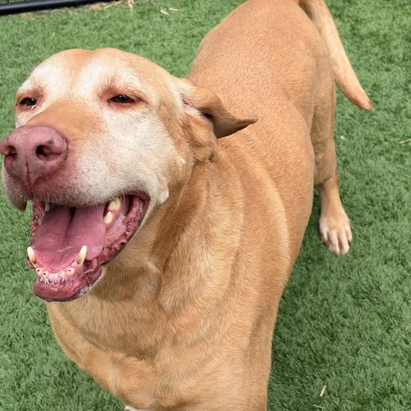 A senior large-sized female Yellow / Tan / Blond / Fawn Labrador Retriever dog named Evie for adoption in Matteson, IL
