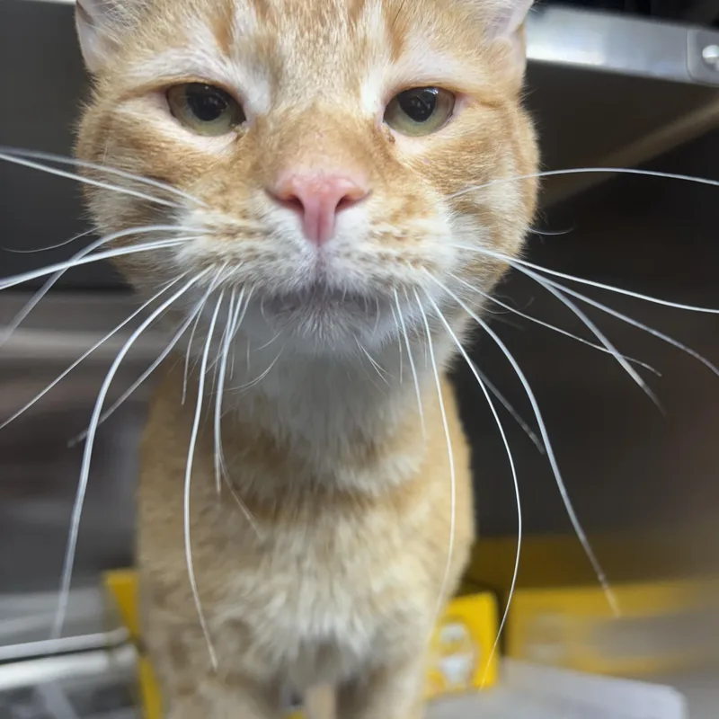 An adult large-sized male Orange / Red Domestic Short Hair cat named Alfie for adoption in North Haven, CT