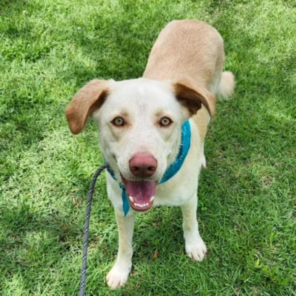 A young large-sized male Labrador Retriever dog named Koda for adoption in Houston, TX
